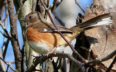 Photo of Eastern Towhee in tree branches Photo of Eastern Towhee in tree branches