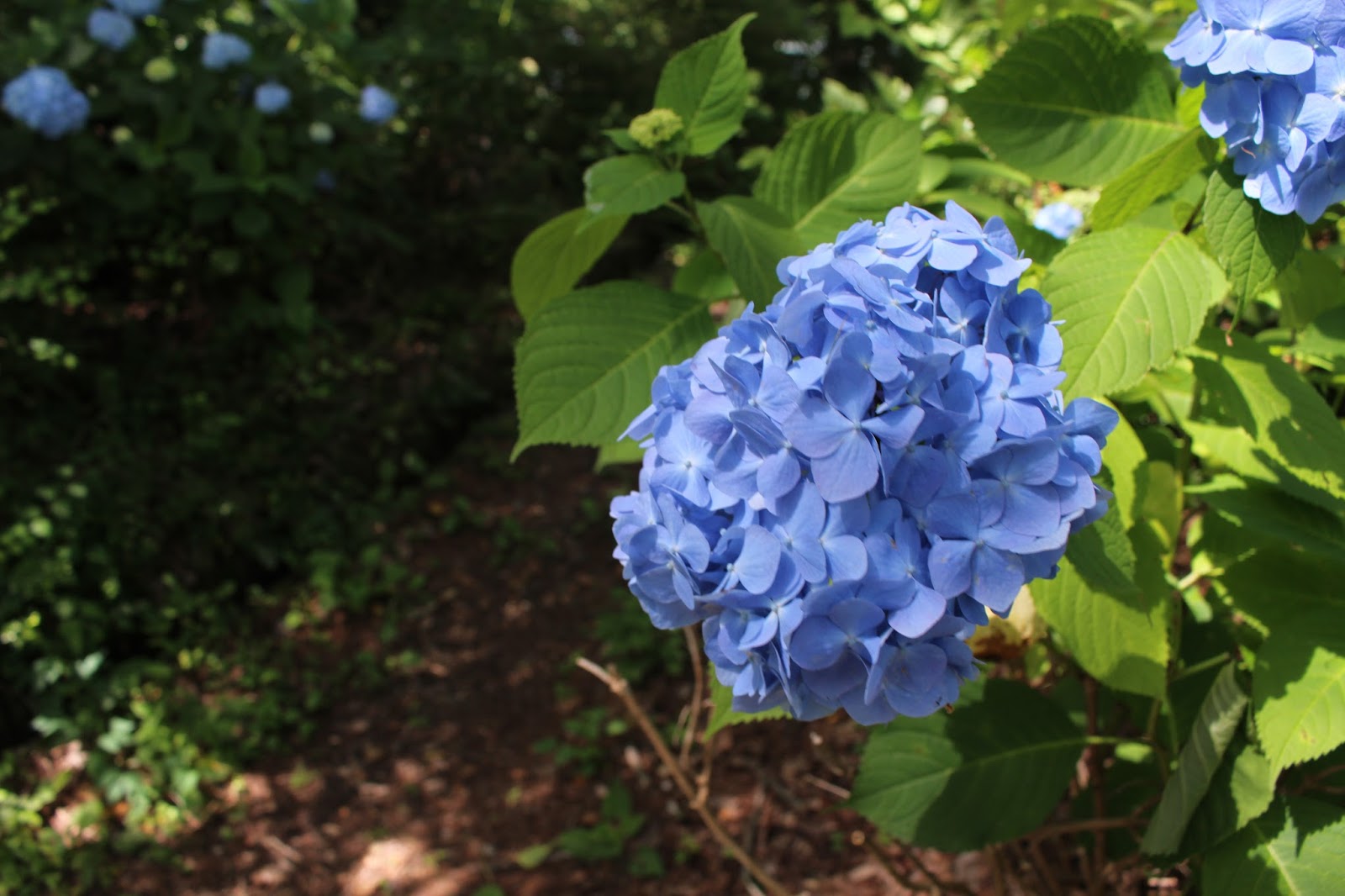 Hydrangea Anomala Care And Culture Travaldo S Blog
