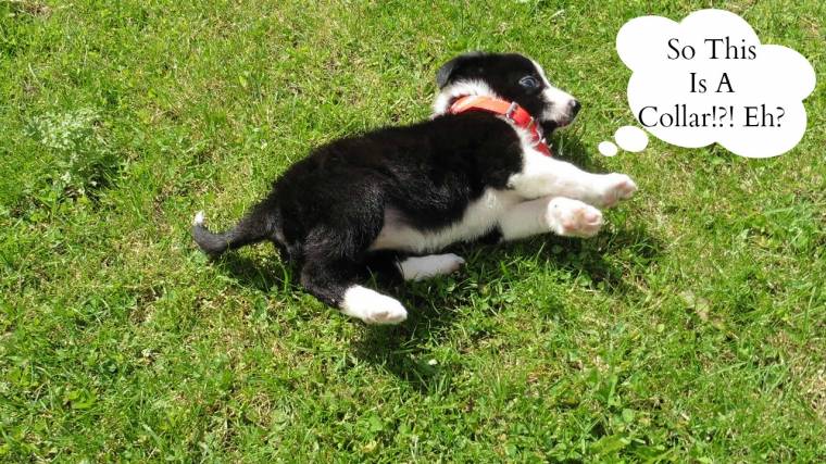 Mollie The Collie: Puppy Diaries And My Exciting News Mollie The Collie: Puppy Diaries And My Exciting News