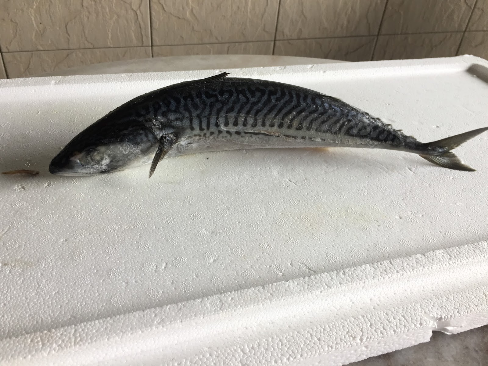 Grouper Fillet Supplier, Grouper Fish Manufacturers, Frozen Grouper