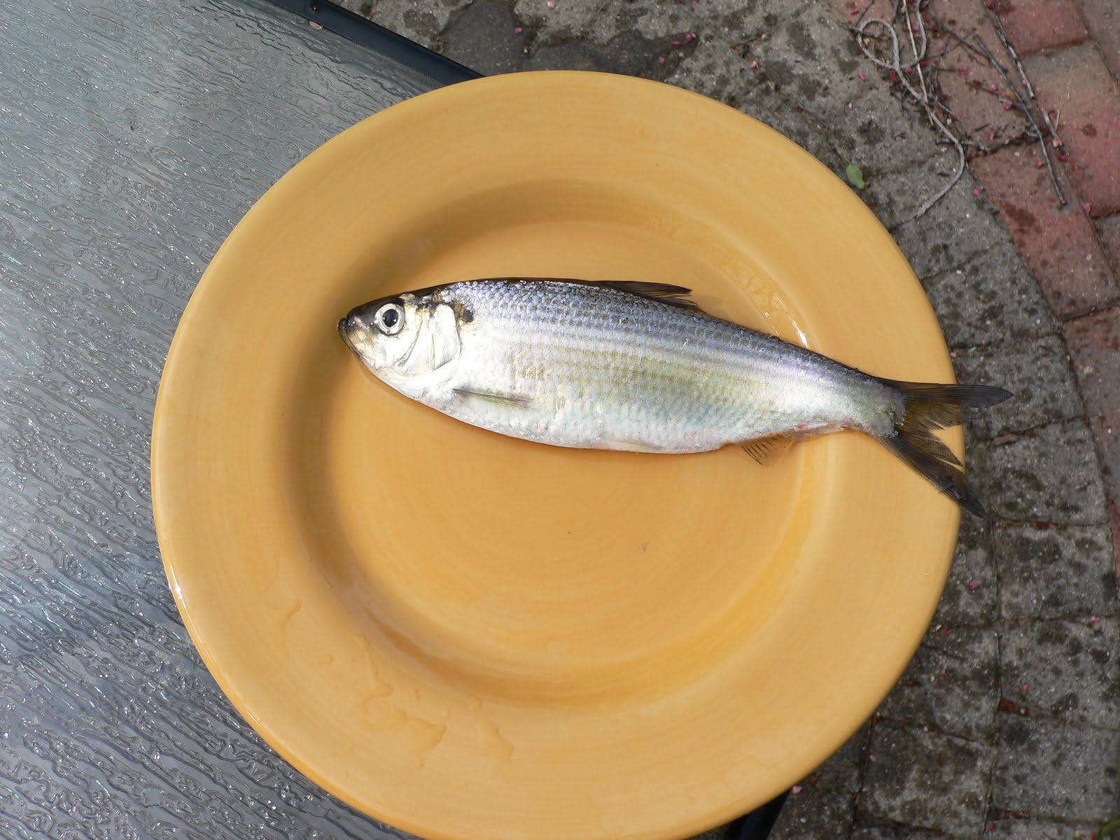 CatchMAll Bonus Fish River Herring