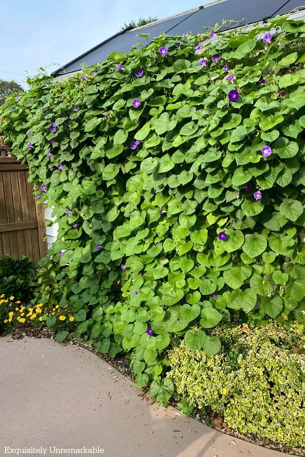 Morning Glory Covering A Wall