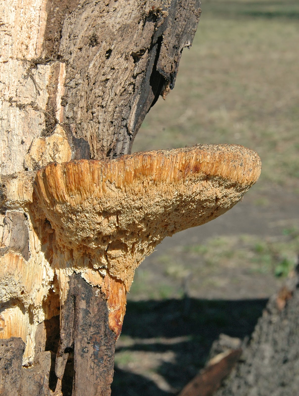 Northern Pecans Big native pecan tree weakened by wood rot