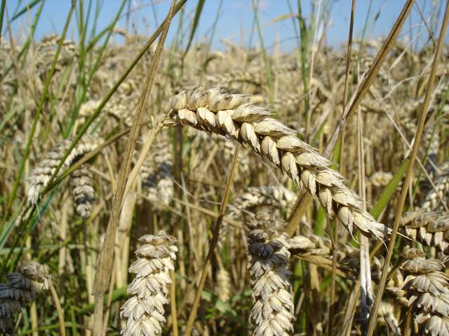 Wheat report