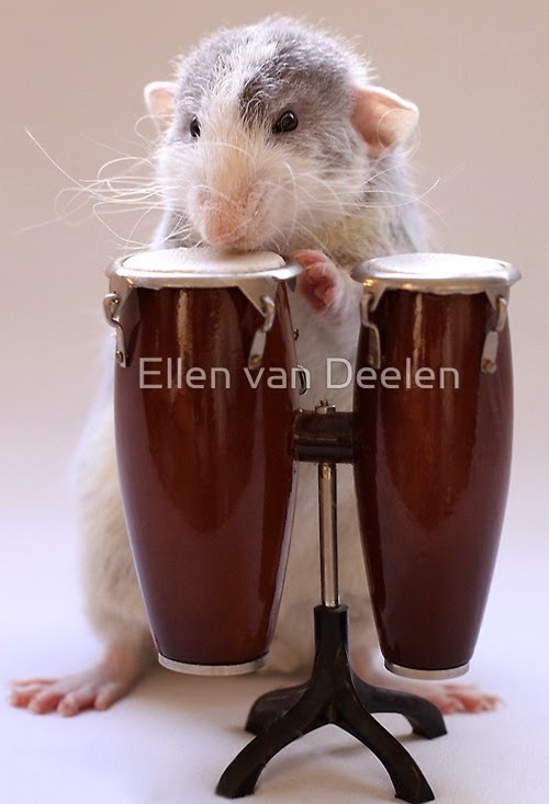 12-The-Percussionist-2-Musical-Dumbo-Rat-Ellen-Van-Deelen-www-designstack-co