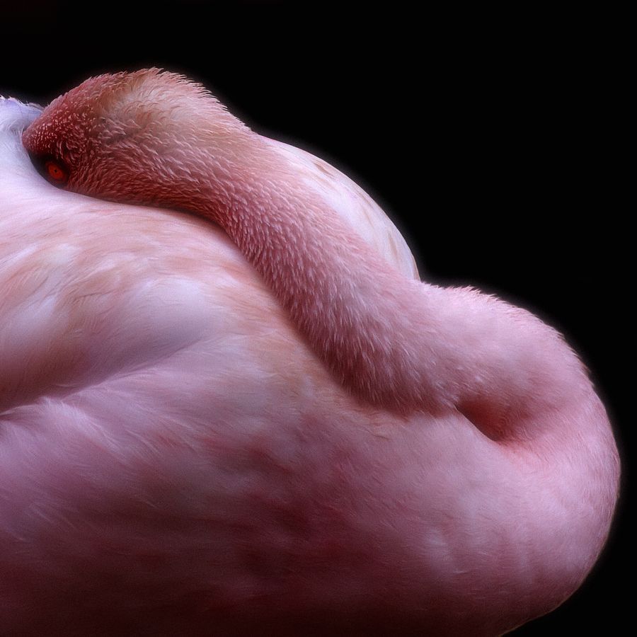 16. Sleeping flamingo by Roberto Pagani