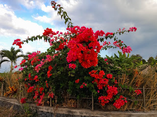 Natural Beachfront Garden Of Red Bougainvillea Plant Flowers Blooming In The Cloudy Sky In The Afternoon Umeanyar Village North Bali Indonesia
