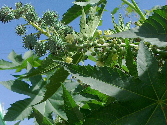 Cultivation of Castor ; A Complete Information Guide Cultivation of Castor ; A Complete Information Guide