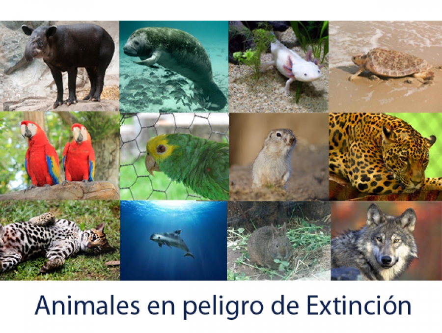20 Animales Que Están En Peligro De Extinción cienciasnatquinto.blogspot.com