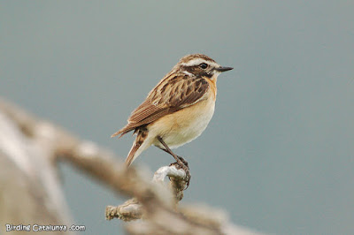 Bitxac rogenc (Saxicola rubetra)