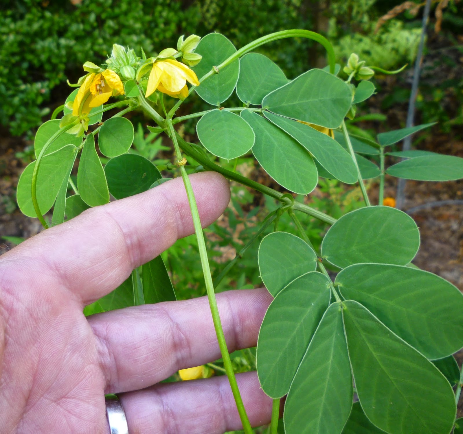 From Bluebirds to Turtles: PANDORUS SPHINX MOTH, SICKLEPOD, LARGE ...