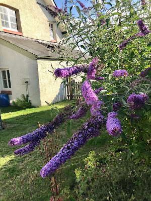 Buddleja Davidii