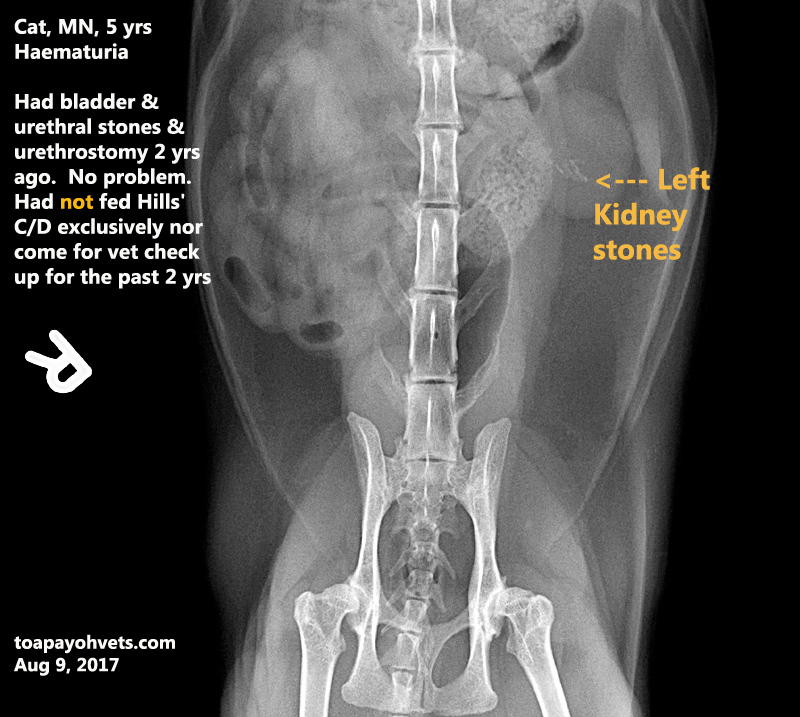 Veterinary, Photography and Travel Stories for vet students and pet