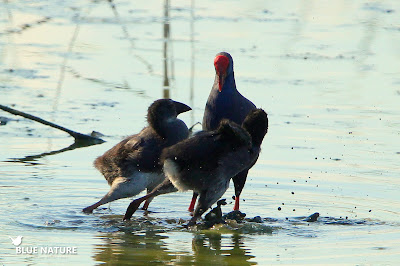 Las jugetones pollos de calamón común (Porphyrio phorphyrio) le piden comida a su madre. Blue Nature