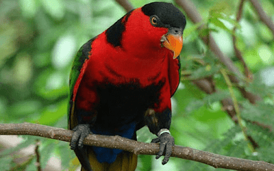 18 Jenis Burung Nuri Di Indonesia Yang Wajib Anda Ketahui