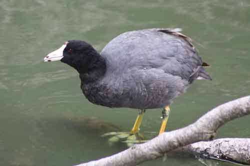 American Coot - Palace of Fine Arts