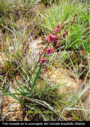 Grupo Orquideófilo del Norte Santafesino: Orquídeas argentinas - Cyrtopodium  brandonianum