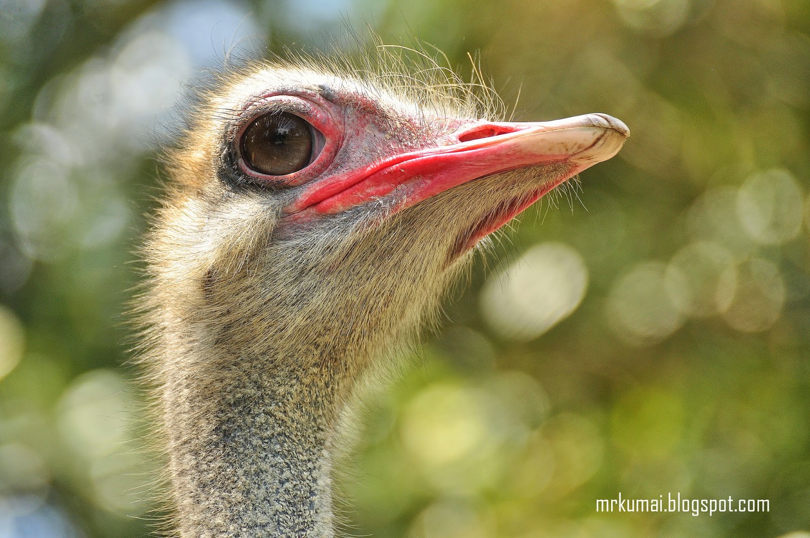 Gambar Burung Unta Dan Telurnya Blog Tentang Burung