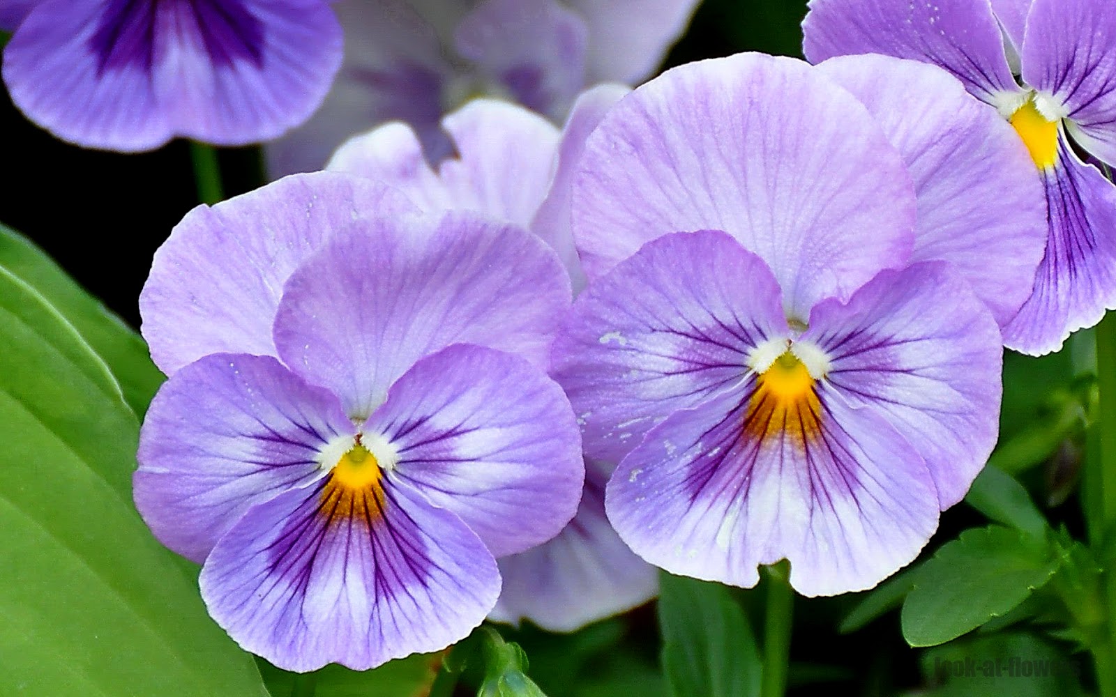 Pansy flowerPictures of flowers