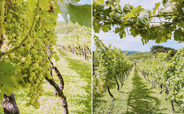 Vinícola Larentis no Vale dos Vinhedos  - Bento Gonçalves