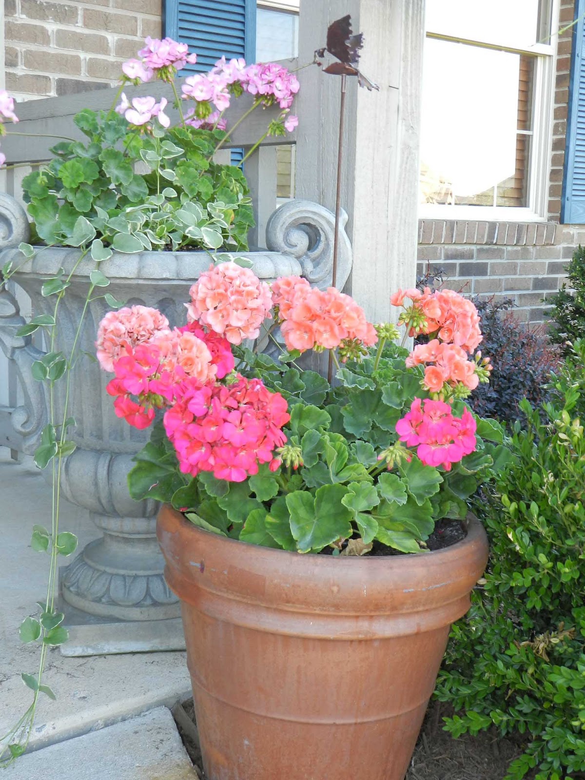 Our French Inspired Home French Style Landscaping Plantings at our