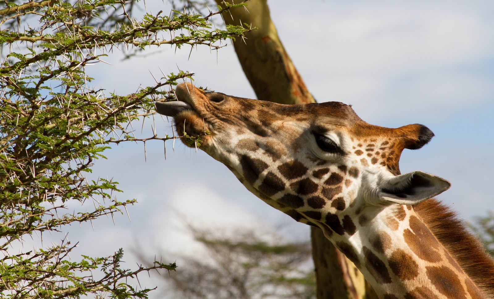 жираф взрослый.