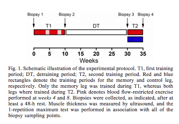 https://journals.physiology.org/doi/full/10.1152/japplphysiol.00917.2018