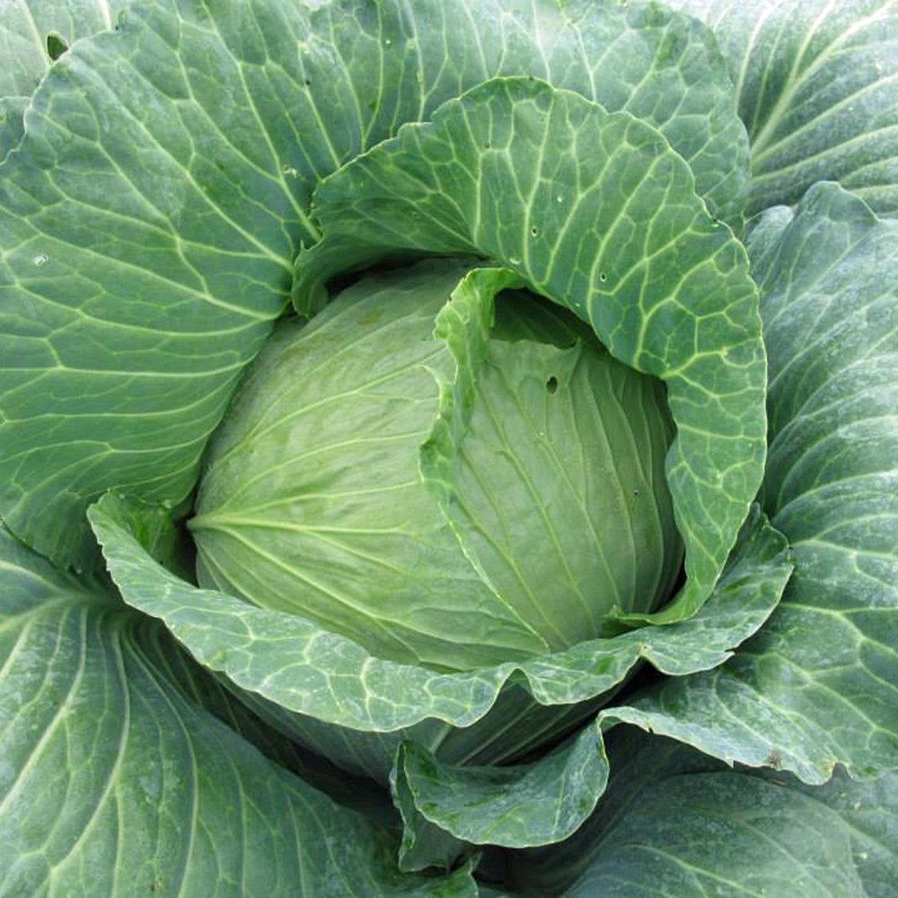 The Rusty Hoe Flat Dutch Cabbage
