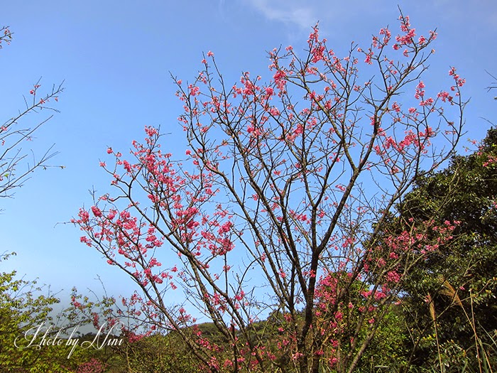 【陽明山景點】大屯自然公園。台北也有野餐聖地賞櫻祕境