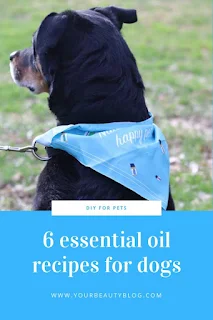 Here are 6 natural essential oils on dogs recipes.  Essential oil and dogs for safety.  Use essential oils safe for dogs.  These save essential oils for dogs are used to make 6 natural recipes.  Dog essential oil recipes.  Make essential oils dogs skin and essential oils for smelly dogs.  How to make a calming essential oils blend for dogs, an anti itch roll on, and a spray for their bedding.  Get essential oil uses for dogs.  #diy #natural #essentialoils #pets #dogs