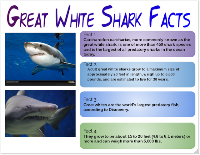 Lynette @ Pt England School: Great White Shark Facts