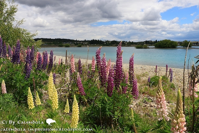 Lake Tekapo