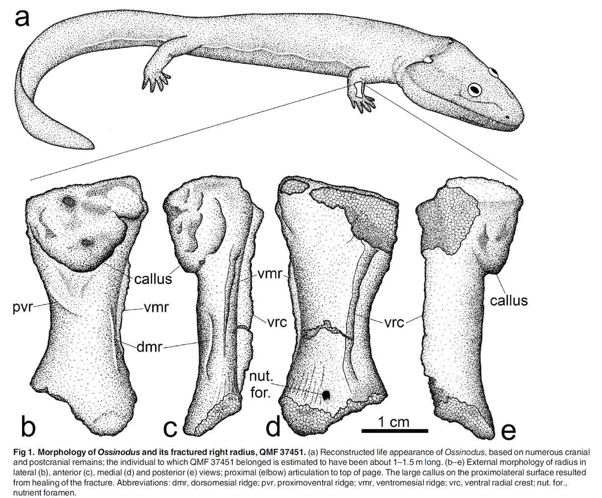 PALAEOBLOG New Evidence For The Oldest Land Vertebrate