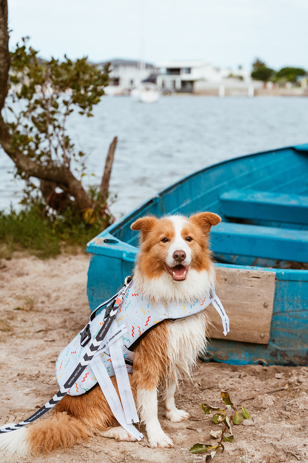 Stylish Hound Launches Dog Swim Jackets Australian Dog Lover