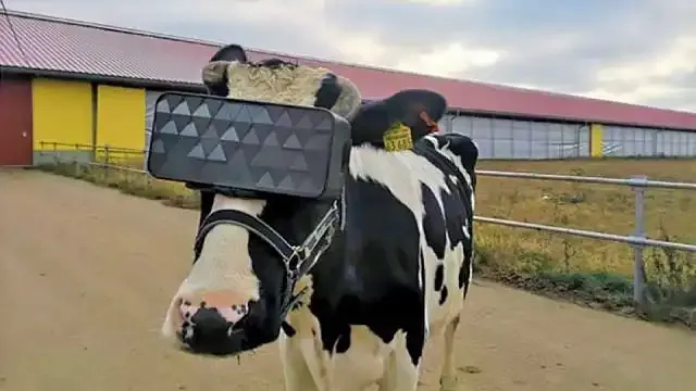 يستخدم مزارعو الألبان الروس نظارات الواقع الافتراضي لجعل أبقارهم أكثر سعادة