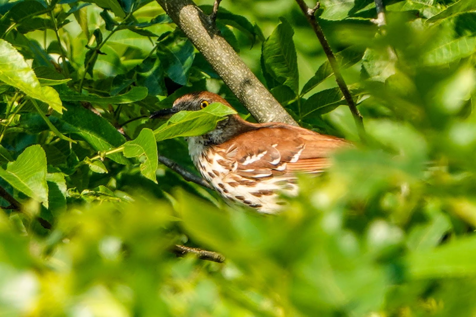 THE BIRD HOUSE: BROWN THRASHER: 06/20/2020
