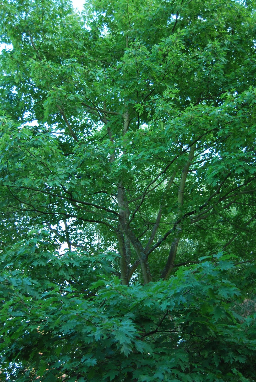 PLANTAR CIENTOS DE ARBOLES: ARBOLES DISNEYLAND PARIS