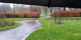 sade, sateenvarjo, puisto, puistotie