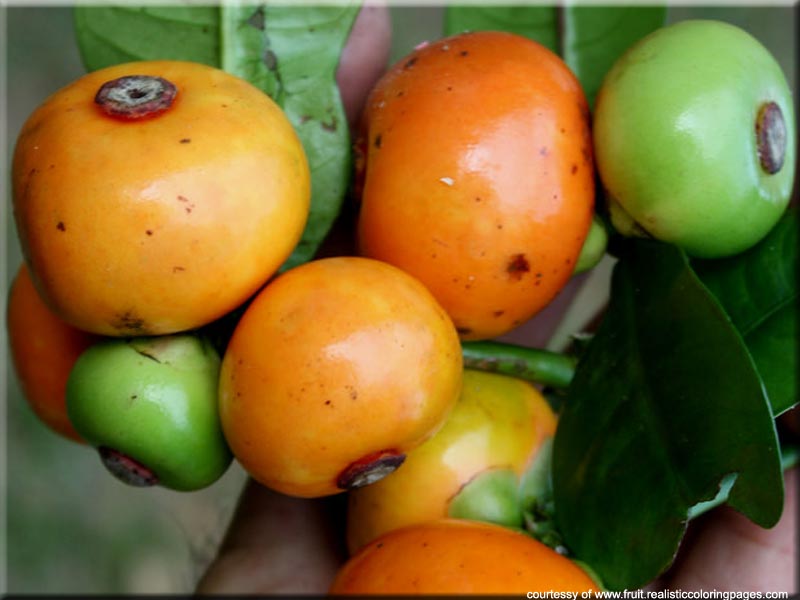 44 Asian Originated Fruits List With Pictures Fruit Names AZ With