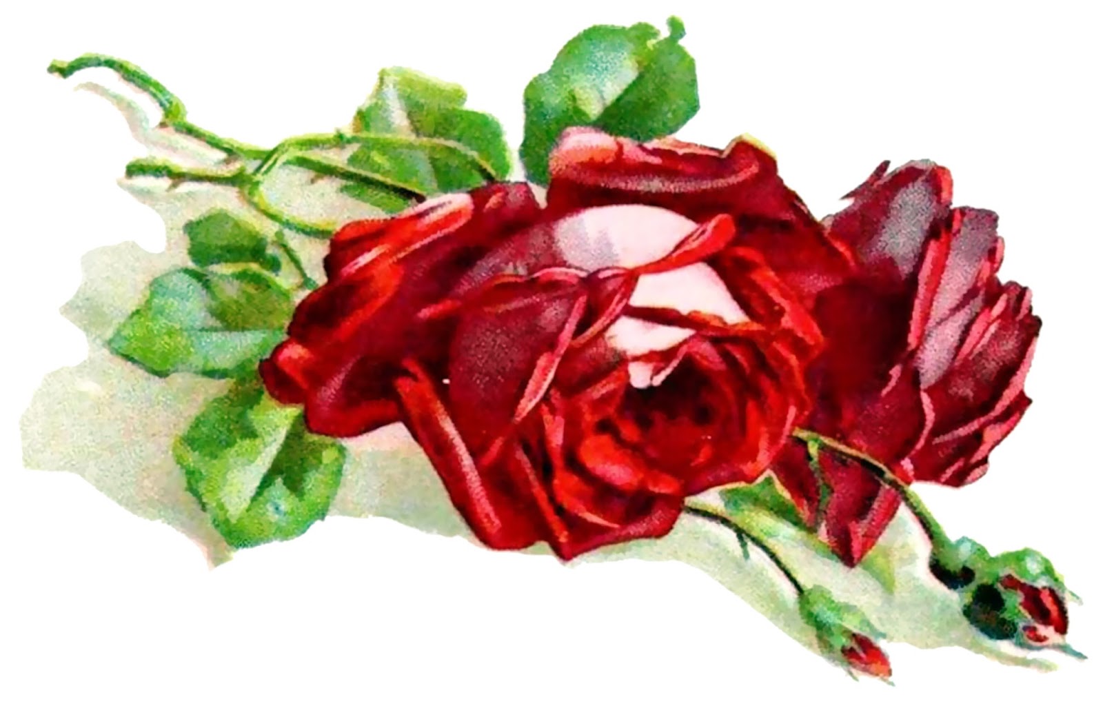 Vintage Art Red Roses Prints Postcard | Joy Design Studio