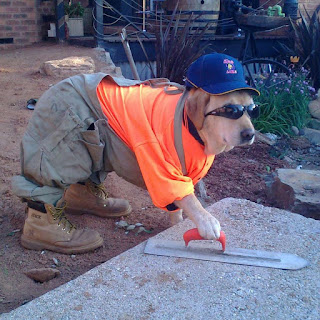 İşçi köpek