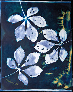 Wet cyanotype -Sue Reno_Image 649