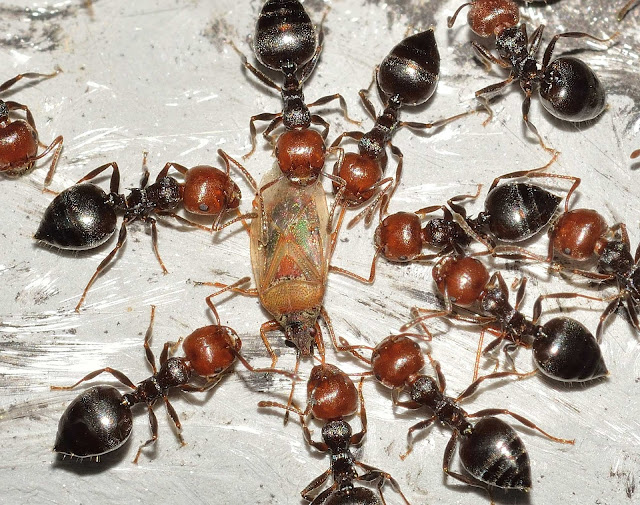 insetos-diferentes-tipos-de-formigas-operárias
