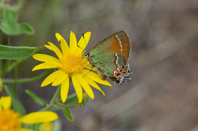 Callophrys gryneus Callophrys gryneus