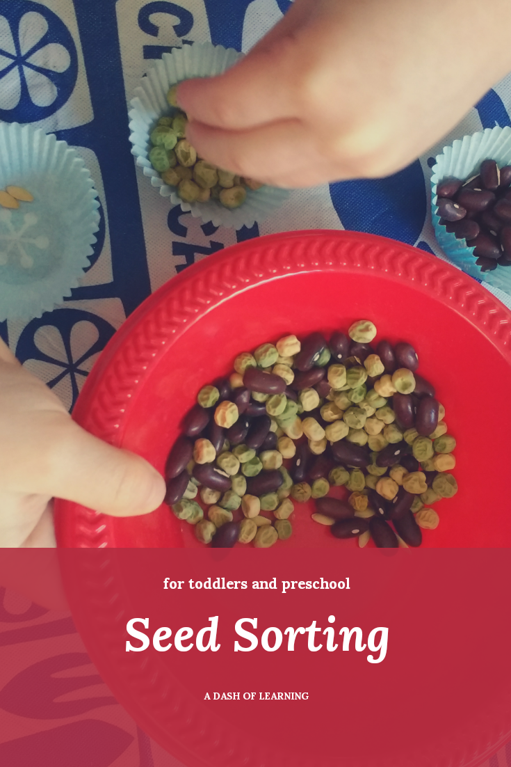 Sorting Seeds by Type A Fine Motor and Math Activity for Preschool and
