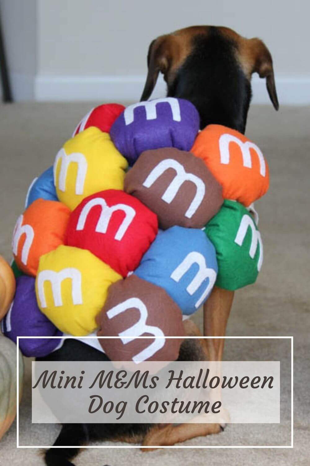 10 DIY Cute Halloween Dog Costumes