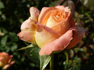 цветение роз