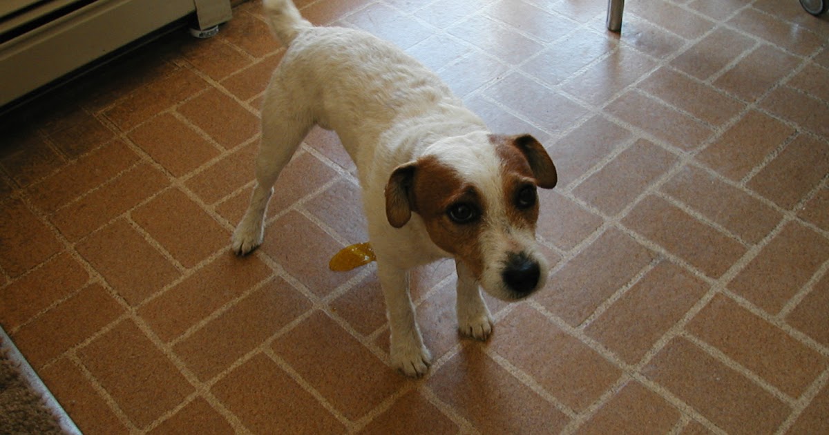 Щенок описался. Собака на ковре. Игровое поведение собак. Щенок описался. Собака метит.