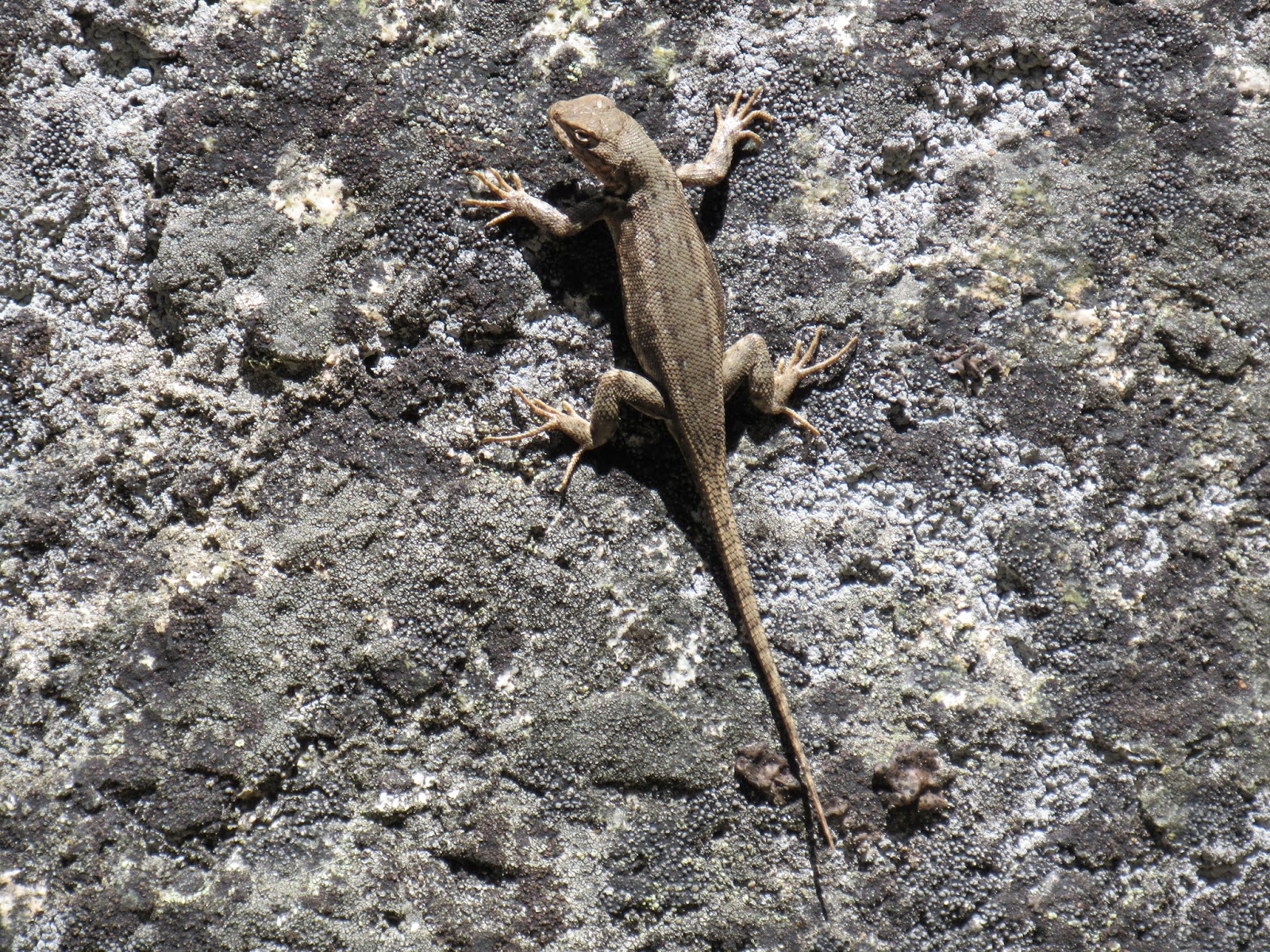 Western Fence Lizard