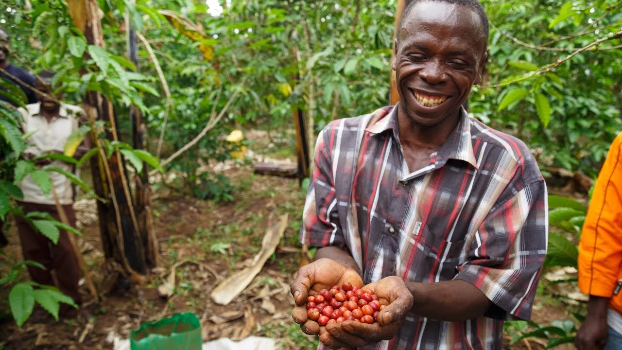 Coffee production in Uganda